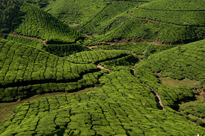 tea plantation